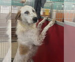 Small #1 English Setter-Great Pyrenees Mix
