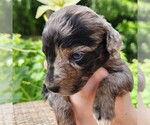 Small #2 Aussiedoodle Miniature 