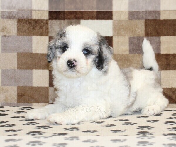 Medium Photo #2 Bernedoodle (Miniature) Puppy For Sale in DENVER, PA, USA