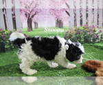 Small #14 Cavapoo
