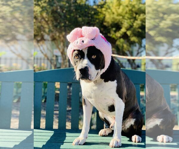 Medium Photo #5 American Bulldog-Unknown Mix Puppy For Sale in Seal Beach, CA, USA