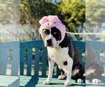 Small Photo #5 American Bulldog-Unknown Mix Puppy For Sale in Seal Beach, CA, USA
