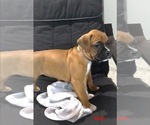 Image preview for Ad Listing. Nickname: Akc Maggie