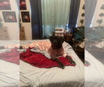 Small #2 Neapolitan Mastiff Mix