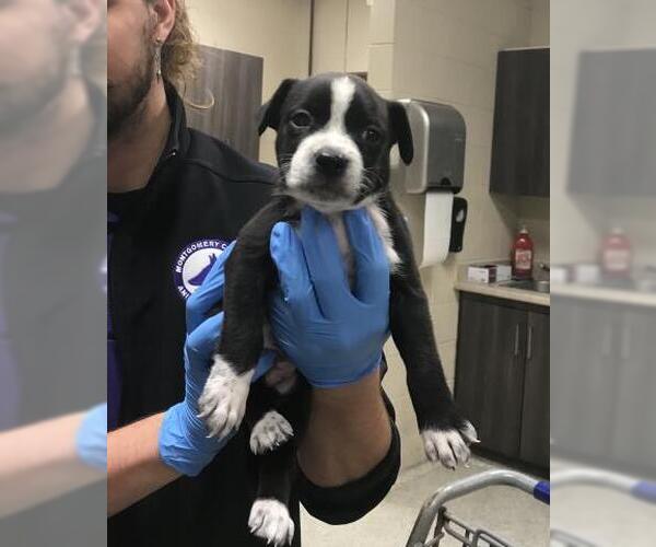 Medium Photo #1 Mutt Puppy For Sale in Conroe, TX, USA