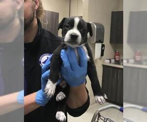 Mutt Dogs for adoption in Conroe, TX, USA