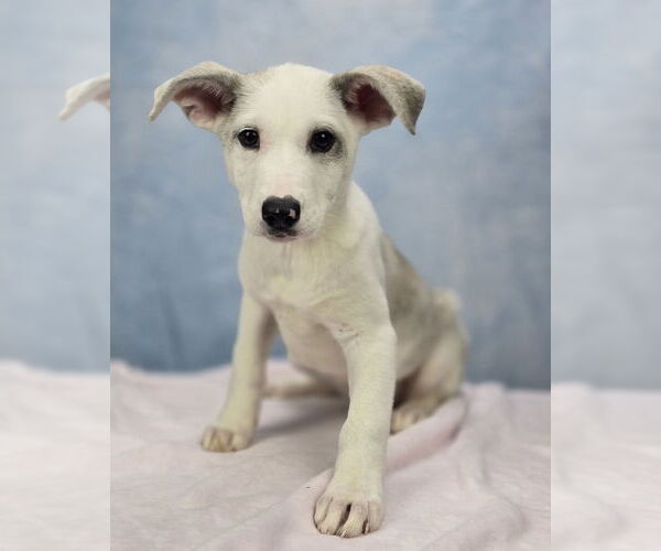 Medium Photo #5 Mutt Puppy For Sale in Lakewood, CO, USA