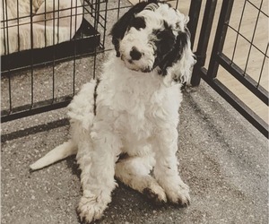 Sheepadoodle Puppy for Sale in LITTLETON, Colorado USA