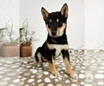 Image preview for Ad Listing. Nickname: Archie