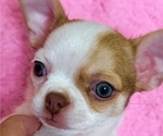 Image preview for Ad Listing. Nickname: Pudgy bunny