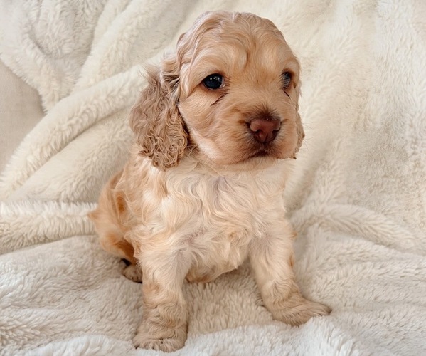Medium Photo #7 Cock-A-Poo Puppy For Sale in CONCORD, NC, USA