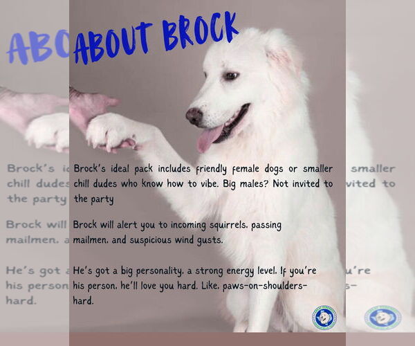 Medium Photo #2 Great Pyrenees Puppy For Sale in Houston, TX, USA
