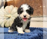Image preview for Ad Listing. Nickname: Nero