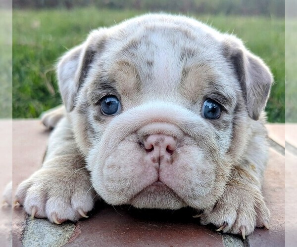 Medium Photo #1 English Bulldog Puppy For Sale in RIVERSIDE, CA, USA