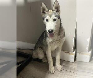 Siberian Husky Dogs for adoption in Redlands, CA, USA