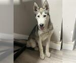 Small Siberian Husky