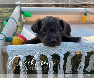 Medium Schnauzer (Miniature)