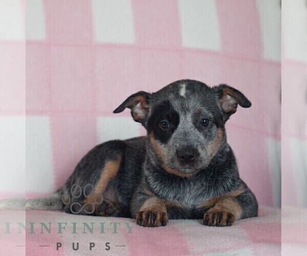 Medium Photo #3 Australian Cattle Dog Puppy For Sale in ATGLEN, PA, USA