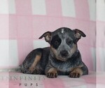 Small #2 Australian Cattle Dog
