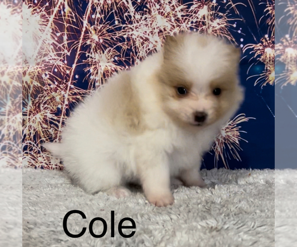 Medium Photo #8 Pomeranian Puppy For Sale in AZLE, TX, USA