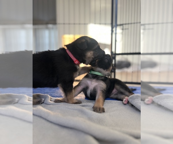 Medium Photo #4 German Shepherd Dog Puppy For Sale in LEHIGH ACRES, FL, USA