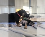 Small #3 German Shepherd Dog