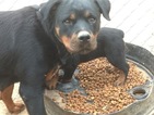 Small Photo #1 Rottweiler Puppy For Sale in SCOTTSDALE, AZ, USA