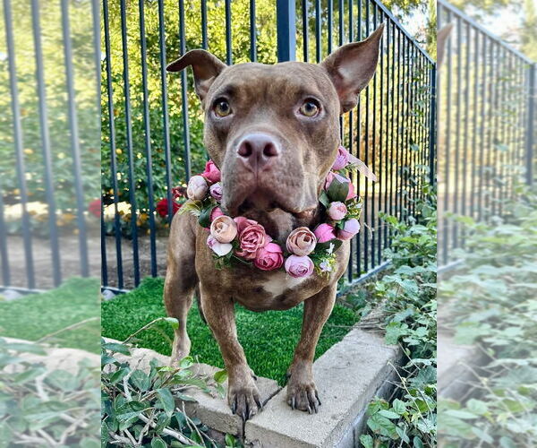 Medium Photo #13 American Pit Bull Terrier-Unknown Mix Puppy For Sale in Redlands, CA, USA