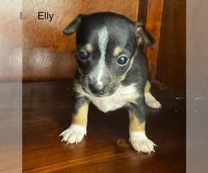 Rat Terrier Puppy for sale in WHITAKERS, NC, USA