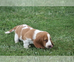 Small #4 Basset Hound