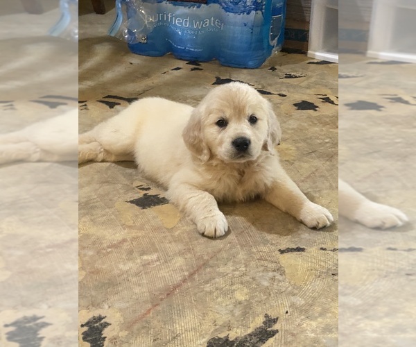 Medium Photo #9 English Cream Golden Retriever Puppy For Sale in BEAUMONT, CA, USA