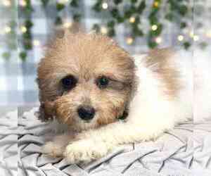 Poochon Puppy for sale in MARIETTA, GA, USA
