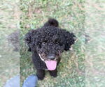 Small #2 Poodle (Miniature)-Poodle (Standard) Mix