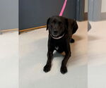 Small Labrador Retriever Mix