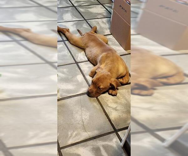 Medium Photo #1 American Staffordshire Terrier Puppy For Sale in San Antonio, TX, USA