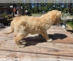 Small #3 Goldendoodle