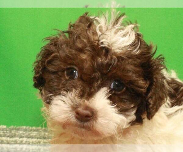 Medium Photo #3 Poodle (Toy) Puppy For Sale in SHAWNEE, OK, USA