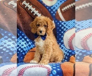 Cock-A-Poo-Poodle (Miniature) Mix Puppy for sale in BIRD IN HAND, PA, USA