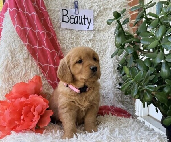 Medium Photo #3 Golden Retriever Puppy For Sale in THORP, WI, USA