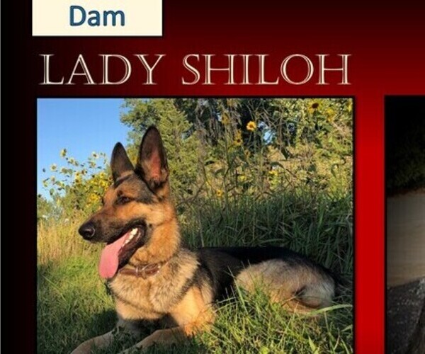Medium Photo #7 German Shepherd Dog Puppy For Sale in CLEARWATER, FL, USA
