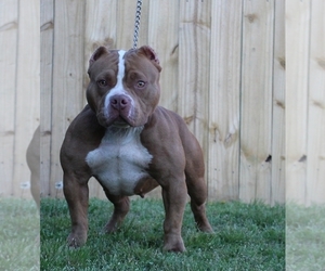 Mother of the American Bully puppies born on 06/07/2019