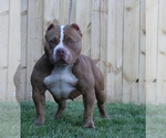 Small Photo #1 American Bully Puppy For Sale in TULLAHOMA, TN, USA