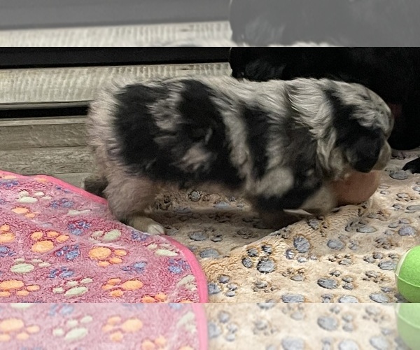 Medium Photo #17 Miniature Australian Shepherd Puppy For Sale in TERRELL, TX, USA