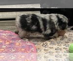 Small Photo #17 Miniature Australian Shepherd Puppy For Sale in TERRELL, TX, USA