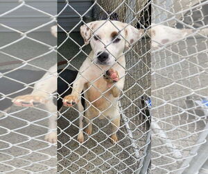 Pointer Dogs for adoption in Westminster, MD, USA