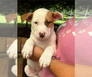 American Pit Bull Terrier-Unknown Mix Dogs for adoption in Oak Bluffs, MA, USA