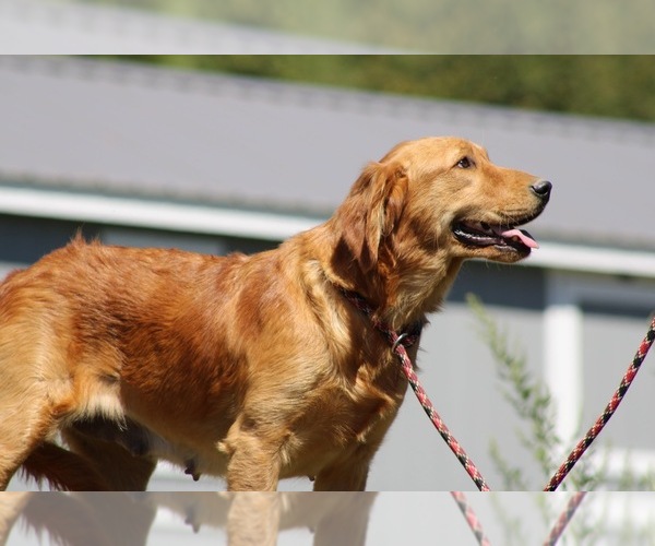 Medium Photo #1 Golden Retriever Puppy For Sale in NEOLA, WV, USA
