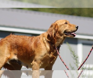 Mother of the Golden Retriever puppies born on 12/26/2025