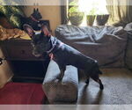 Small #2 French Bullhuahua