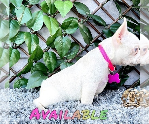 Medium Photo #5 French Bulldog Puppy For Sale in LEHIGH ACRES, FL, USA